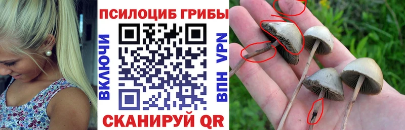 купить  сайты  Нальчик  Псилоцибиновые грибы MAGIC MUSHROOMS 